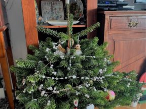 Елка, фото Стасмир, stasmir