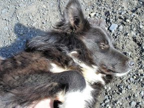 колли в Исландии, фото Стасмир, photo Stasmir