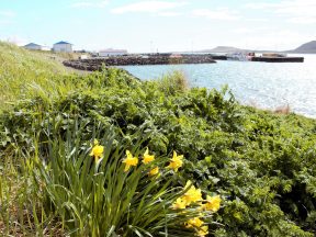 Цветы, Стодвуфйёрдюр, фото Стасмир, photo Stasmir